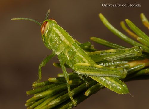 Figure 4. Second instar nymph of the rosemary grasshopper, Schistocerca ceratiola Hubbell and Walker.