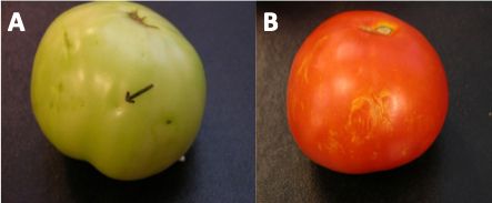 (A) Tomato fruit with dimpling