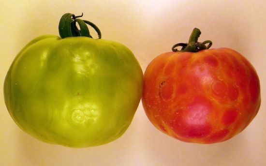 Figure 1. Tomato spotted wilt symptoms on fruit of tomato.