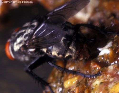 Figure 3. Adult female Sarcophaga haemorrhoidalis (Fallén), the red-tailed flesh fly, depositing first instar maggots (white larvae, right).