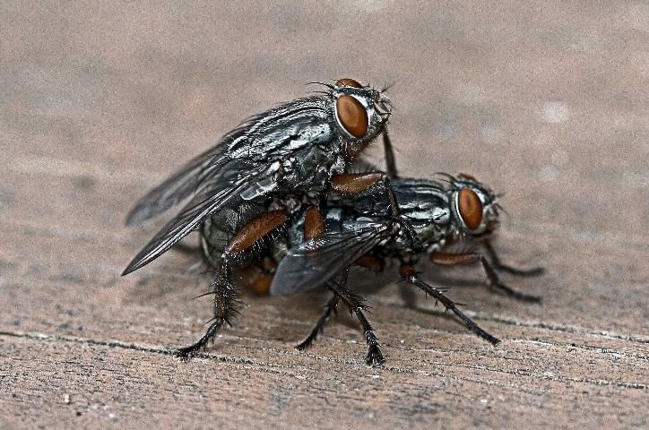 Figure 4. Sarcophaga haemorrhoidalis (Fallén), red-tailed flesh flies, mating.
