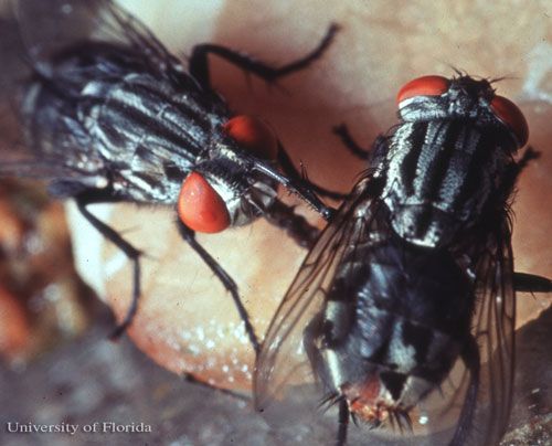 Figure 1. Dorsal view of adult Sarcophaga haemorrhoidalis (Fallén), the red-tailed flesh fly.