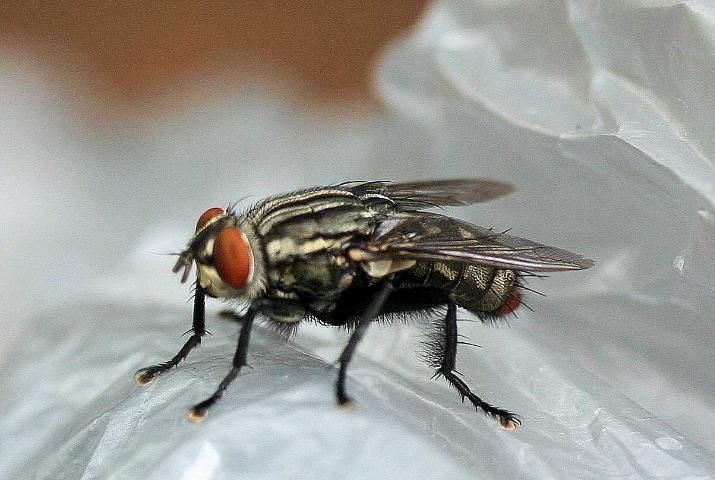 Figure 2. Lateral view of an adult Sarcophaga haemorrhoidalis (Fallén), the red-tailed flesh fly.