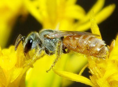 Figure 1. Adult Lasioglossum nymphale Smith, a sweat bee, gathering pollen and nectar on goldenrod.