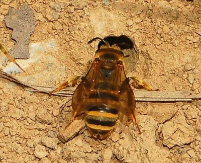 Figure 9. Adult Halictus scabiosae Rossi, a sweat bee, entering her nest.