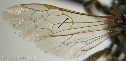 Figure 5. Example of halictid wing venation. Arrow points to strongly curved basal vein which separates sweat bees from other families of bees.