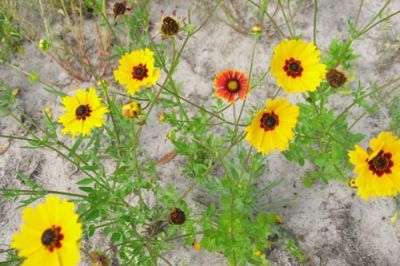 Figure 12. Wildflowers with exposed soil for nesting, a typical habitat for sweat bees.