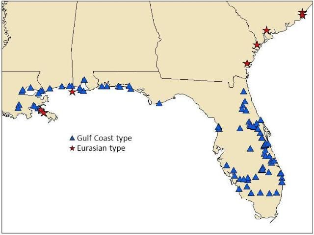 Figure 1. Locations of Eurasian and Gulf Coast type Phragmites found during surveys in 2009–2010.