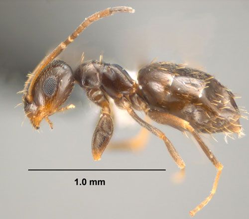 Figure 4. Mounted worker of the dark rover ant, Brachymyrmex patagonicus Mayr.