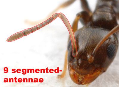 Figure 7. Nine segmented antenna of the dark rover ant, Brachymyrmex patagonicus Mayr, a characteristic of this genus.
