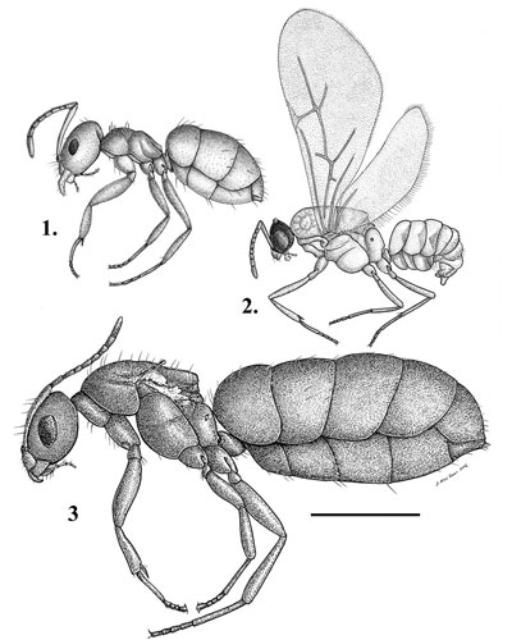 Figure 2. Side view of the castes of Brachymyrmex patagonicus Mayr: 1) worker, 2) alate male, 3) dealate female. Scale line = 0.5 mm.