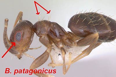 Figure 8. Side view of the dark rover ant, Brachymyrmex patagonicus Mayr, showing long hairs on mesosoma and relatively large eye.