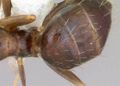 Figure 9. Dorsal view of the dark rover ant, Brachymyrmex patagonicus Mayr, showing characteristically appressed hairs on gaster.