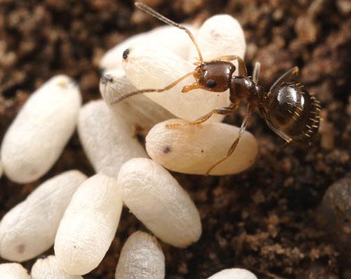 Figure 15. Worker of the dark rover ant, Brachymyrmex patagonicus Mayr, and pupae in silk cocoons.