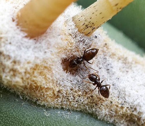 Figure 10. Workers of the dark rover ant, Brachymyrmex patagonicus Mayr, feeding atextrafloral nectaries of a barrel cactus.