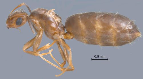 Figure 5. A queen of the dark rover ant, Brachymyrmex patagonicus Mayr.