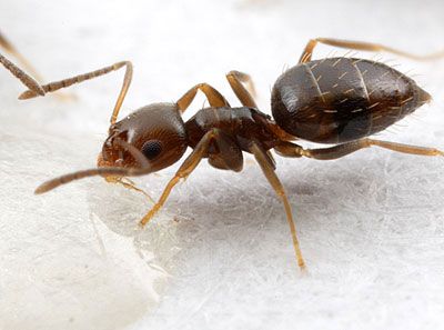 Figure 3. A live worker of the dark rover ant, Brachymyrmex patagonicus Mayr.