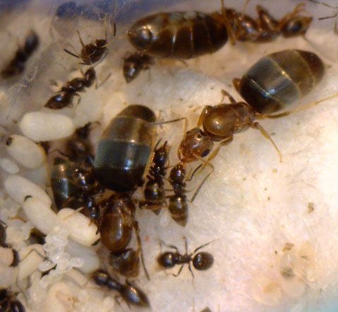 Figure 12. Laboratory colony of the dark rover ant, Brachymyrmex patagonicus Mayr, showing eggs (small translucent capsules), pupae (large white capsules), workers (smaller ants), and queens (larger ants).