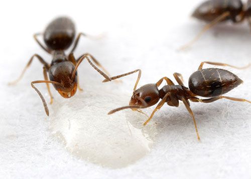Figure 11. Workers of the dark rover ant, Brachymyrmex patagonicus Mayr, feeding on honey bait.