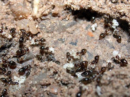 Figure 14. Nest of the dark rover ant, Brachymyrmex patagonicus Mayr, in Paraguay, showing eggs, larvae, workers, and male and female alates.