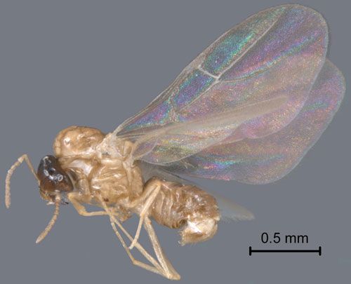 Figure 6. A male alate of the dark rover ant, Brachymyrmex patagonicus Mayr.