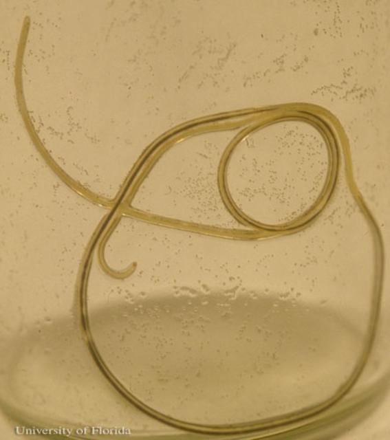 Figure 2. Adult female grasshopper nematode, Mermis nigrescens Dujardin, in a vial. Note the numerous minute eggs adhering to the sides of the vial. Also notice the dark line of eggs within the adult's body