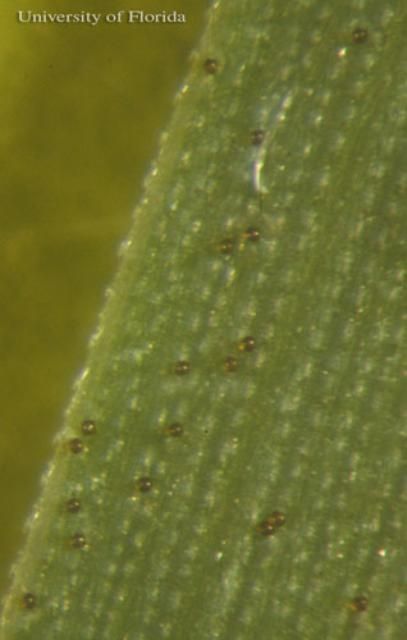 Figure 3. Eggs of the grasshopper nematode, Mermis nigrescens Dujardin, adhering to grass foliage. The eggs are consumed along with the vegetation when grasshoppers feed
