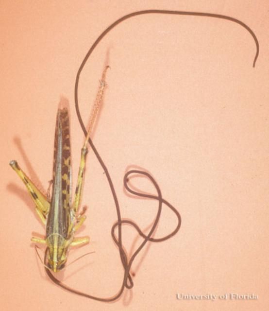 Figure 9. Horsehair worm, Gordius spp. that has emerged from a grasshopper