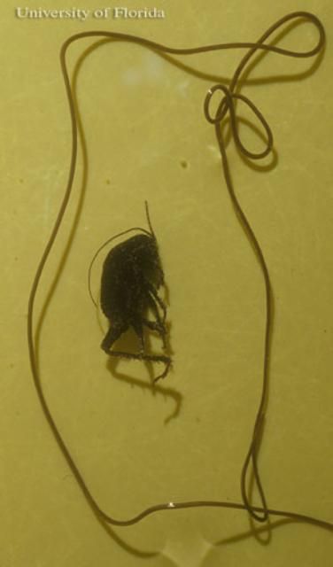 Figure 10. Horsehair worm, Gordius spp. that has emerged from a cricket
