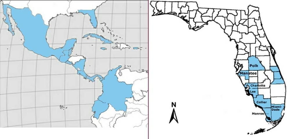 Figure 1. Distribución mundial y en Florida de C. iolambdis.