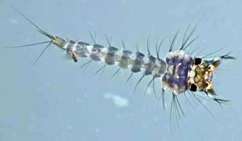 Figure 3. Larva de C. iolambdis.