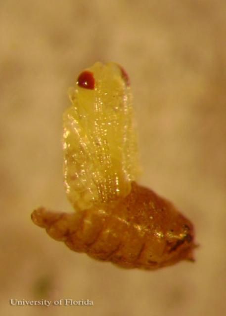 Figure 2. Early stage pupa of Opius dissitus Muesebeck, an  endoparasite of Liriomyza leafminers.
