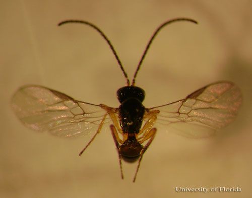 Figure 1. Dorsal view of an adult Opius dissitus Muesebeck, an endoparasite of Liriomyza leafminers.
