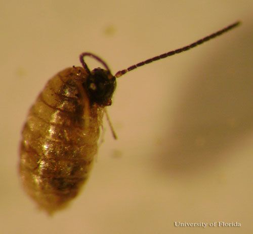 Figure 3. Early stage pupa of Opius dissitus Muesebeck, an endoparasite of Liriomyza leafminers.