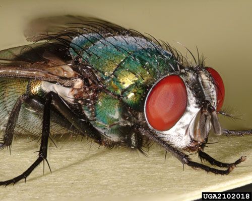 Figure 4. Anterior-lateral view of the common green bottle fly, Lucilia sericata (Meigen).