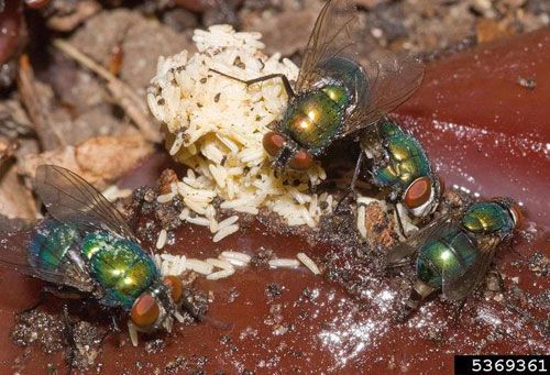 Figure 5. Adult female common green bottle flies, Lucilia sericata (Meigen), laying eggs. Note the extended ovipositor on adult in lower right corner.