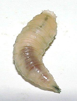 Figure 6. Late instar larva of a Lucilia species. Head at bottom of image.