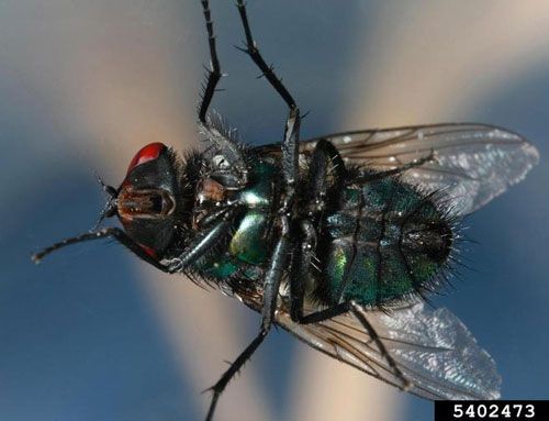 Figure 3. Ventral view of the common green bottle fly, Lucilia sericata (Meigen).