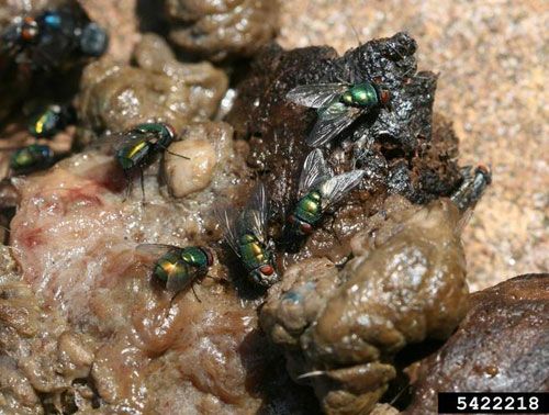 Figure 1. Common green bottle flies, Lucilia sericata (Meigen), on dog feces.