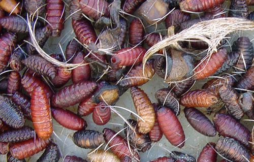 Figure 7. Pupae of a Lucilia species