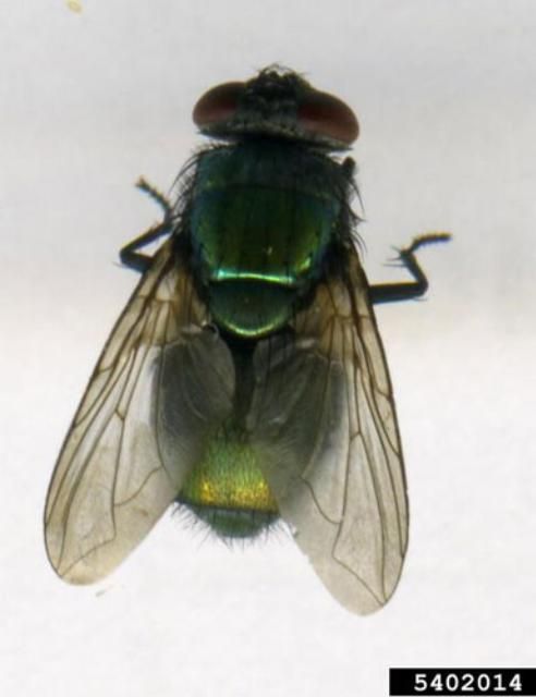 Figure 8. Adult Australian sheep blow fly, Lucilia cuprina (Wiedemann).  Image taken in Australia.