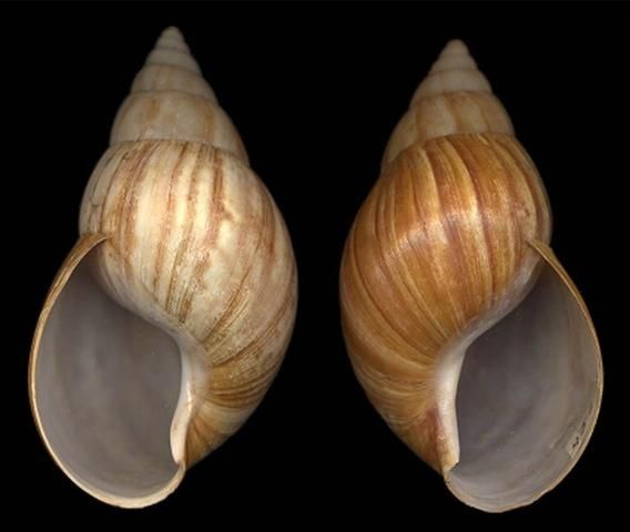 Figure 1. Giant African land snail.