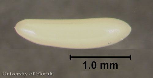 Figure 14. Lateral view of an egg of Sarcophaga crassipalpis Macquart, a flesh fly, with scale size.