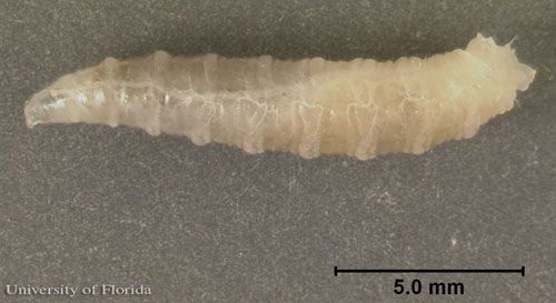 Figure 11. Lateral view of a larva of Sarcophaga crassipalpis Macquart, a flesh fly, with scale size. The head is to the left.