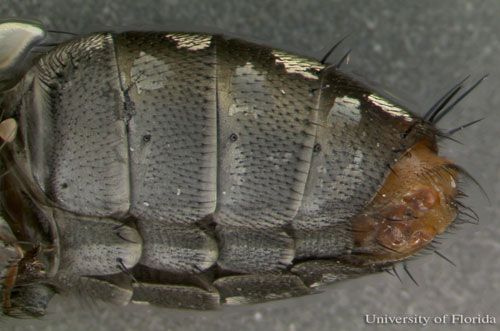 Figure 3. Lateral view of the abdomen of Sarcophaga crassipalpis Macquart, a flesh fly.  The head is to the left of the image.