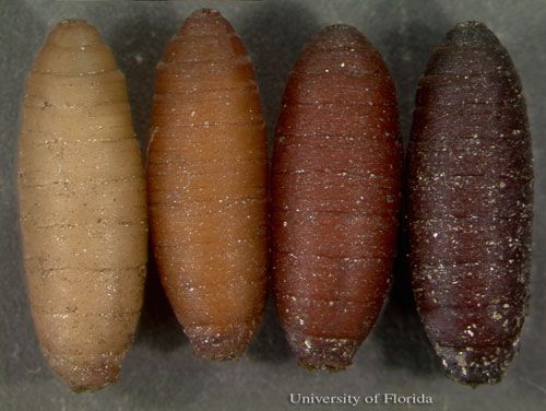 Figure 10. Darkening pupa coloration in Sarcophaga crassipalpis Macquart, a flesh fly, indicates advancing development within that stage of the life cycle.