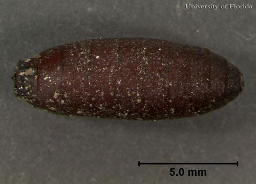 Figure 9. Dorsal view of a pupa of Sarcophaga crassipalpis Macquart, a flesh fly, with  scale size. The head is to the right.