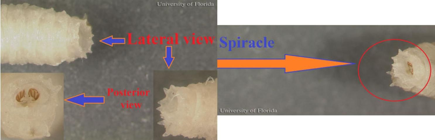 Figure 12. Multiple views of posterior end and spiracles of larvae of Sarcophaga  crassipalpis Macquart, a flesh fly.