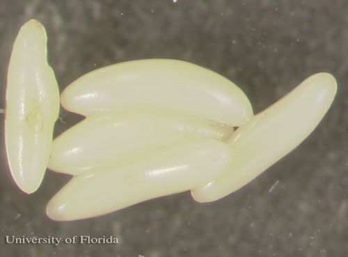 Figure 15. Lateral view of an egg cluster of Sarcophaga crassipalpis Macquart, a flesh fly.