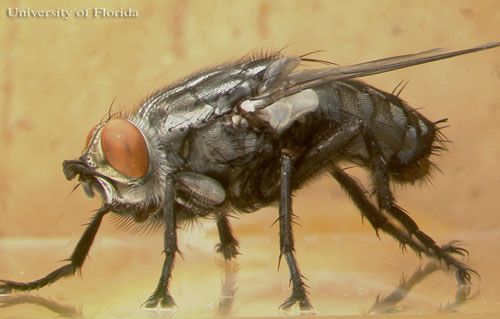 Figure 1. Anterior lateral view of an Sarcophaga crassipalpis Macquart, a flesh fly.  Fly is on glass, which reflects some of the legs.